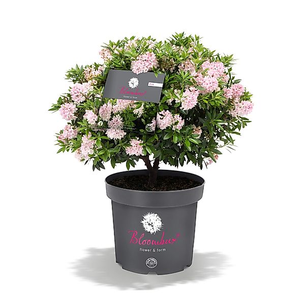 Rhododendron Bloombux® Rosa Höhe ca. 30-40 cm Topf ca. 5 l Rhododendron günstig online kaufen