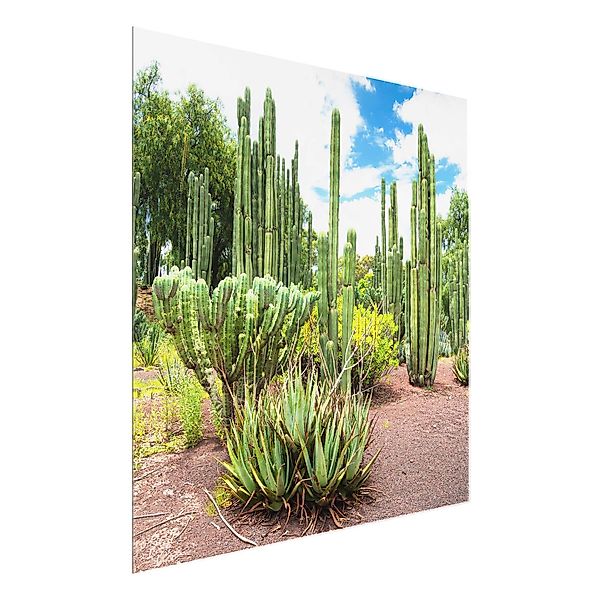 Glasbild - Quadrat Kakteen Landschaft günstig online kaufen