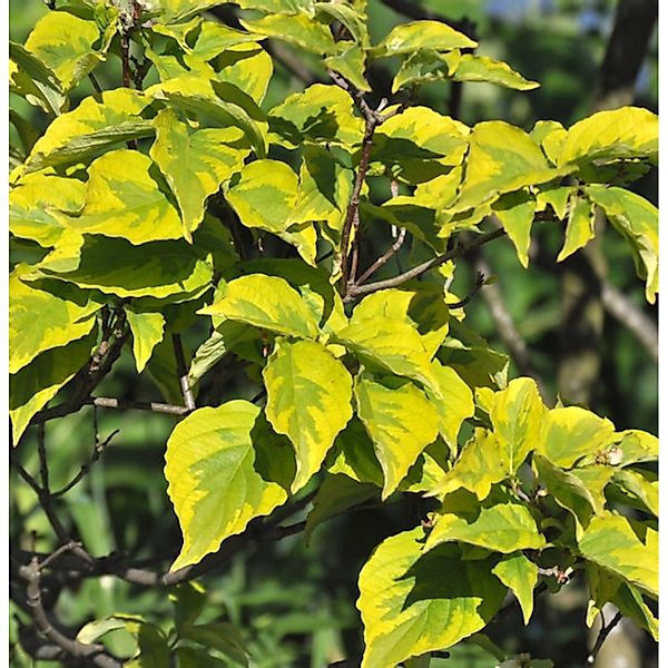 Blumenhartriegel Celestial Shadow 60-80cm - Cornus florida günstig online kaufen