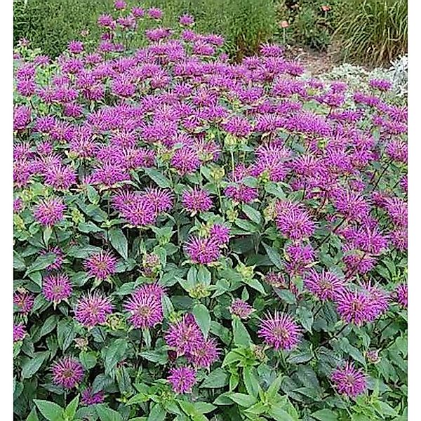 Indianernessel Blaustrumpf - Monarda fistulosa günstig online kaufen