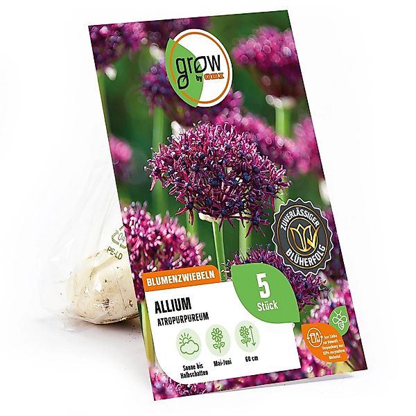 GROW by OBI Allium    atropurpureum Rot-Violett 5 Stück Allium atropurpureu günstig online kaufen