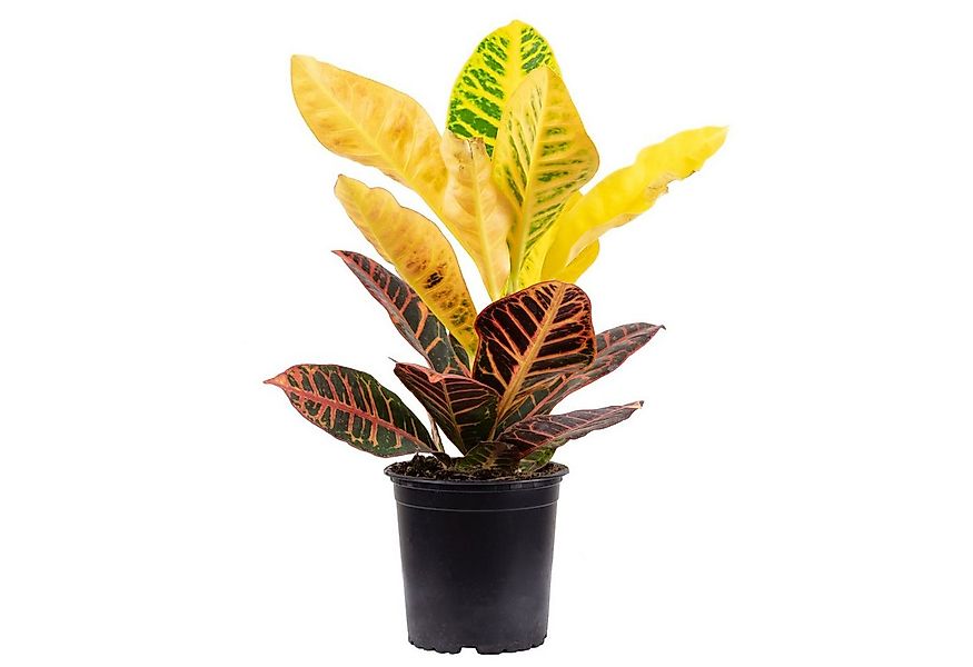 Flowerbox Zimmerpflanze Wunderstrauch "Petra" - Codiaeum Petra, - Höhe ca. günstig online kaufen