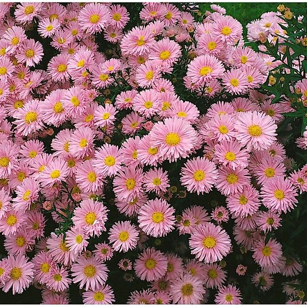 Pflanzen für Dich Staude Aster novi-belgii Patricia Ballard, 1 St., Glattbl günstig online kaufen