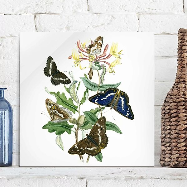 Glasbild Blumen - Quadrat Britische Schmetterlinge IV günstig online kaufen