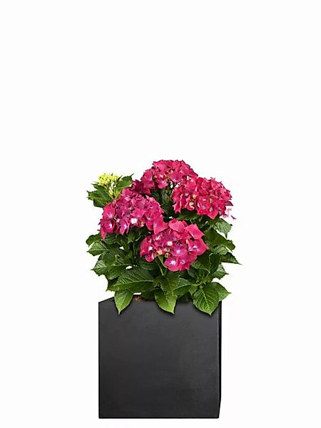 Hortensie (Hydrangea macrophylla) 50 cm - rot günstig online kaufen