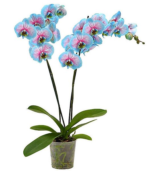 Dehner Zimmerpflanze Schmetterlingsorchidee Blue Wonder, Phalaenopsis culti günstig online kaufen
