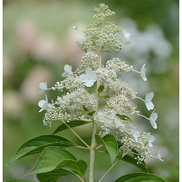 Rispenhortensie Kyushu 125-150cm - Hydrangea paniculata günstig online kaufen