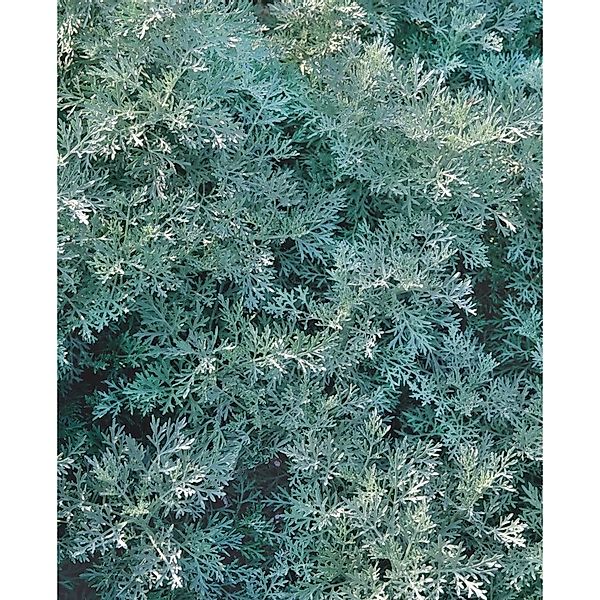 Artemisia Arborescens Powis Castle Silberwurz Ca. 11x11 cm Topf günstig online kaufen