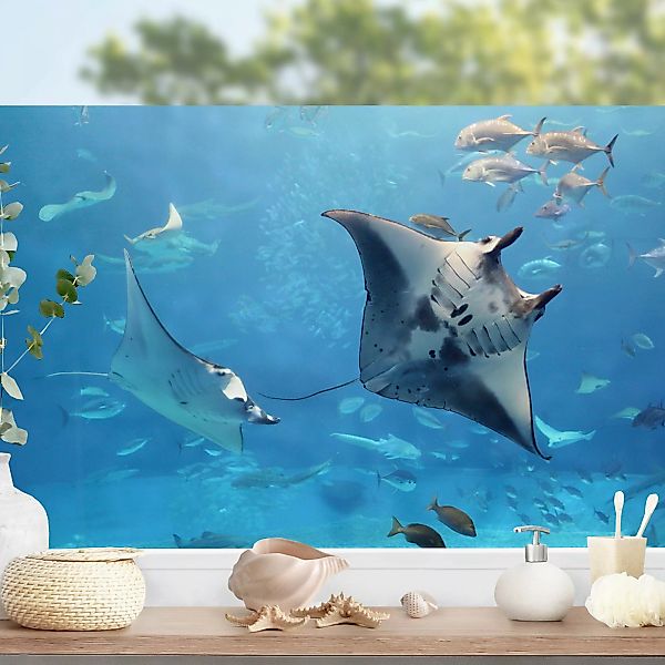 Fensterfolie Manta Ray günstig online kaufen