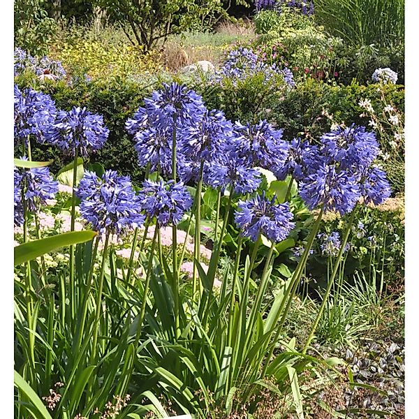 Liebesblume Schmucklilie Northern Star - großer Topf - Agapanthus africanus günstig online kaufen