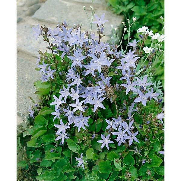 Campanula Poscharskyana Lisduggan Variet. Polsterglockenblume Ca. 9x9 cm To günstig online kaufen