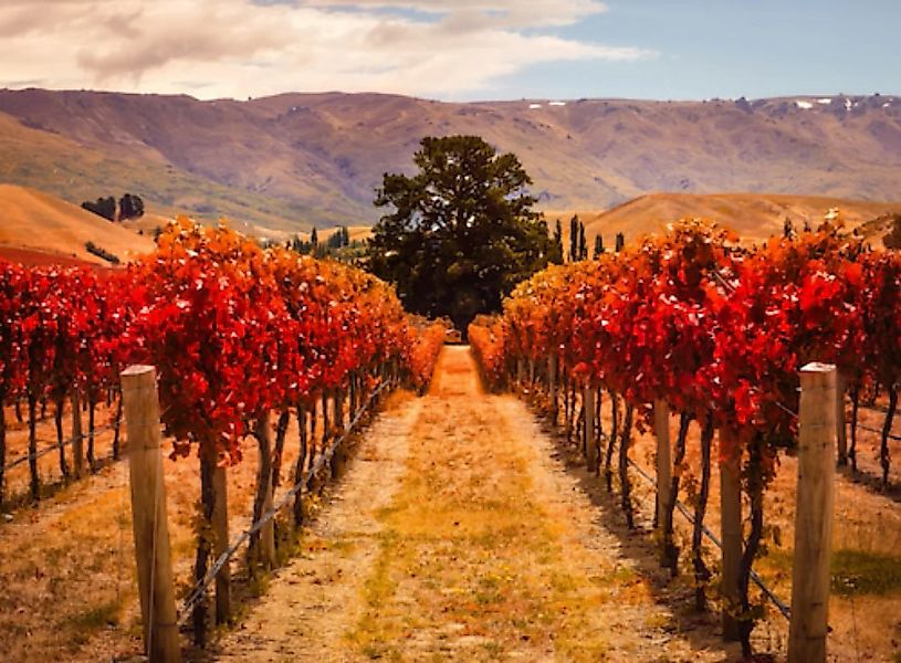 Papermoon Fototapete »Autumn Vineyard« günstig online kaufen
