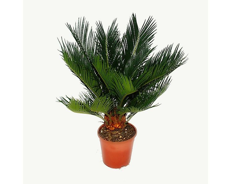 Exotenherz Zimmerpflanze Cycas revoluta - Japanischer Palmfarn mit Knolle - günstig online kaufen