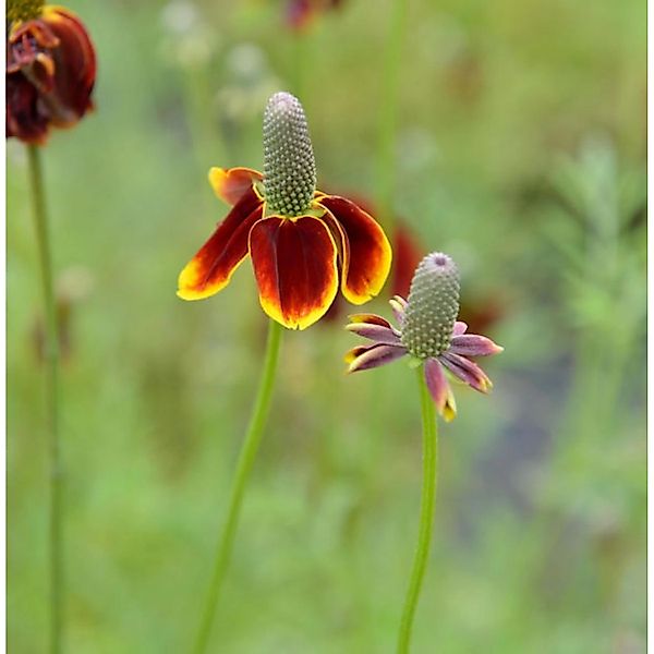 Mexikanischer Sonnenhut - Ratibida columnifera günstig online kaufen