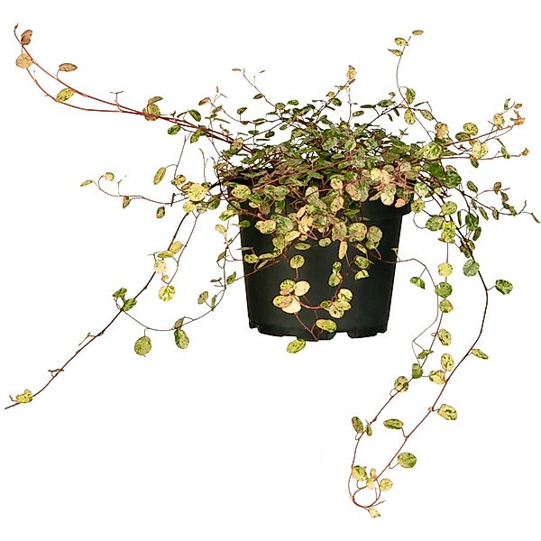 GROW by OBI Mühlenbeckie ca. 10 - 20 cm Muehlenbeckia günstig online kaufen