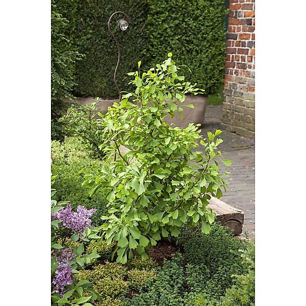 Ginkgo Biloba Saratoga Fächerblattbaum 80–100 cm günstig online kaufen