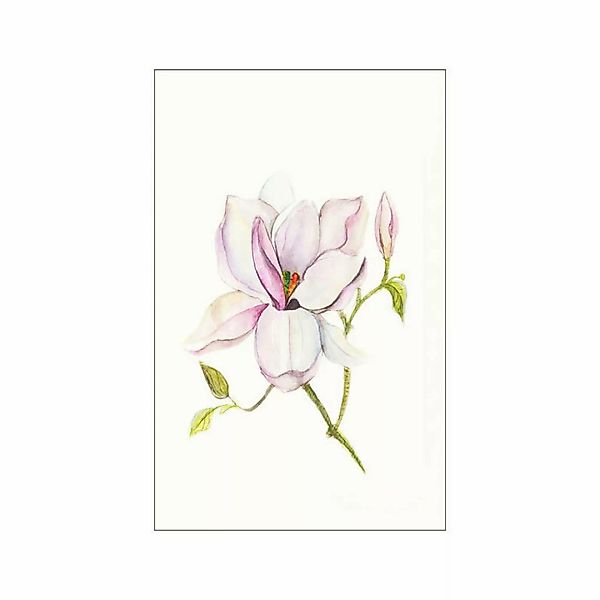 Komar Wandbild Magnolia Shine Magnolie B/L: ca. 50x70 cm günstig online kaufen