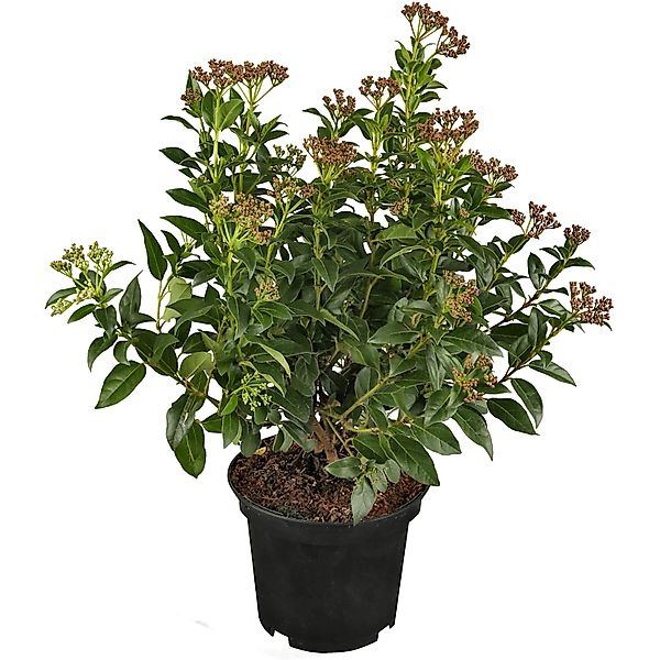 Lorbeer-Schneeball Rosa Höhe ca. 20 - 30 cm Topf ca. 5, Viburnum günstig online kaufen