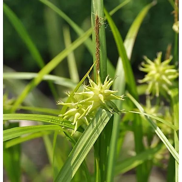 Morgensternsegge Maxigold - großer Topf - Carex grayi günstig online kaufen