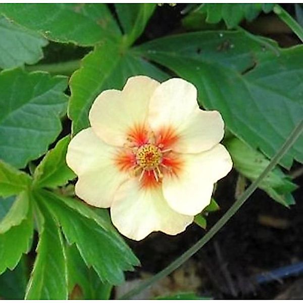 Garten Fingerkraut - Potentilla tonguei günstig online kaufen