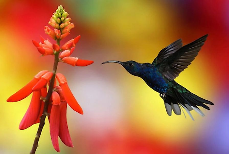 Papermoon Fototapete »Kolibri im Flug« günstig online kaufen