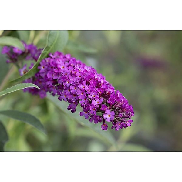 Buddleja Davidii Schmetterlingsstrauch Summer Kids 'Romy' 40-60 cm günstig online kaufen
