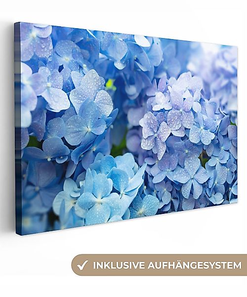OneMillionCanvasses® Leinwandbild Hortensie - Wassertropfen - günstig online kaufen
