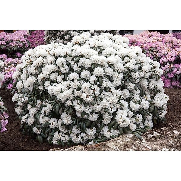 Rhododendron Yakushimanum Schneekissen Weiß 25–30 cm günstig online kaufen