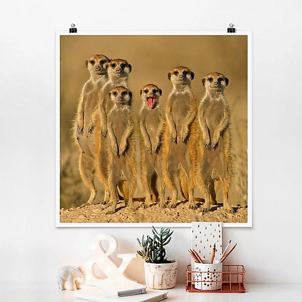 Poster Tiere - Quadrat Meerkat Family günstig online kaufen