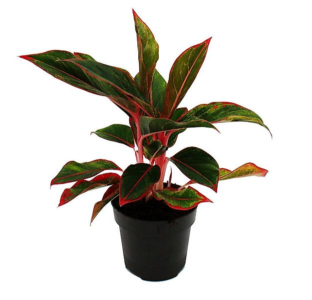 Exotenherz Zimmerpflanze Aglaonema Buntblättriger Kolbenfaden Ausgefallene günstig online kaufen