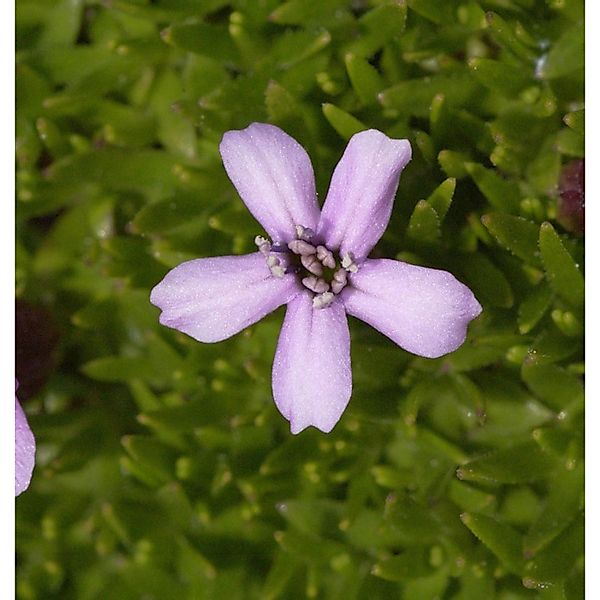 Stengelloses Leimkraut Floribunda - Silene acaulis günstig online kaufen