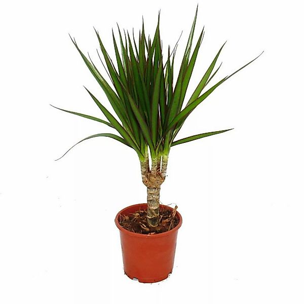 Exotenherz Drachenbaum Dracaena Marginata 1 Pflanze Pflegeleichte Zimmerpfl günstig online kaufen