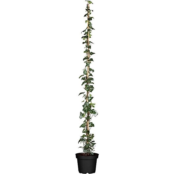 Hedera Helix Hibernica Irischer Efeu 100–150 cm günstig online kaufen