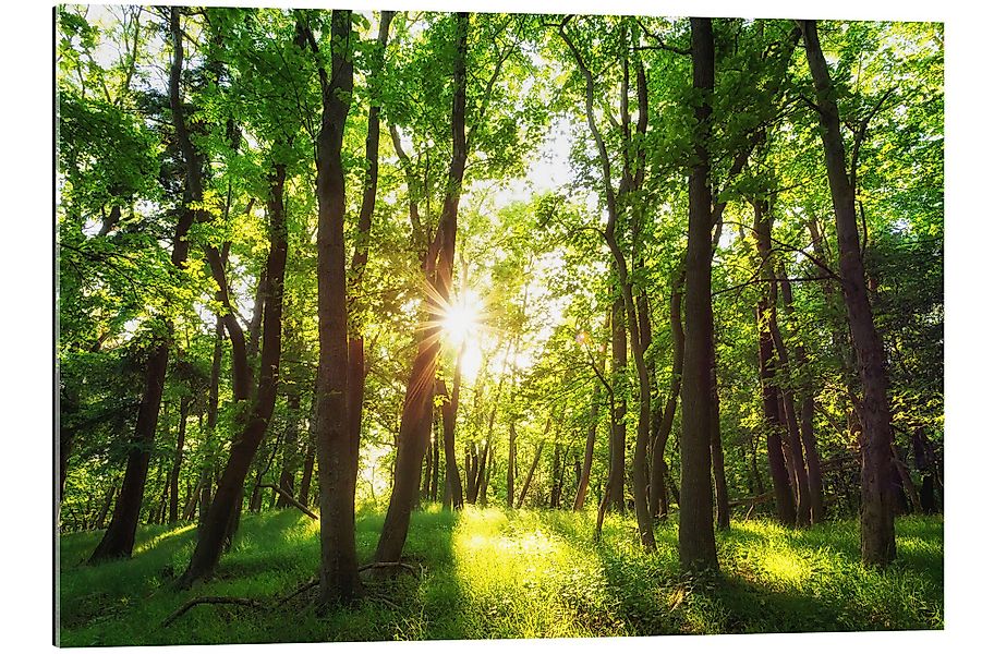 Posterlounge Wandbild Frühling in den Wäldern, günstig online kaufen