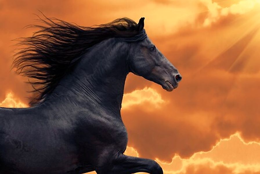 Papermoon Fototapete »FRISIAN PFERD-RUNNING GALOPP TIER PORTRAIT TIER HENGS günstig online kaufen