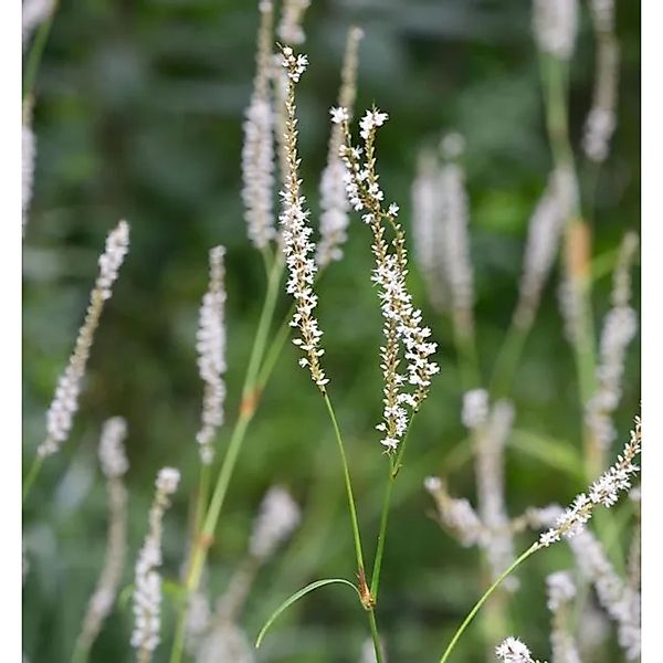 Kerzenknöterich Album - Persicaria amplexicaulis günstig online kaufen
