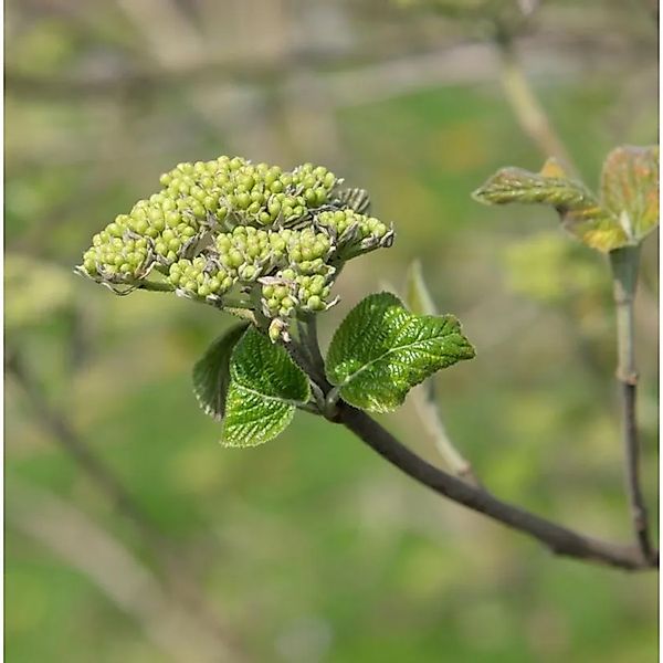 Japanischer Blumen-Hartriegel 60-80cm - Viburnum japonicum günstig online kaufen