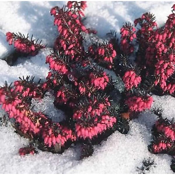 10x Winterheide Eva - Erica carnea günstig online kaufen