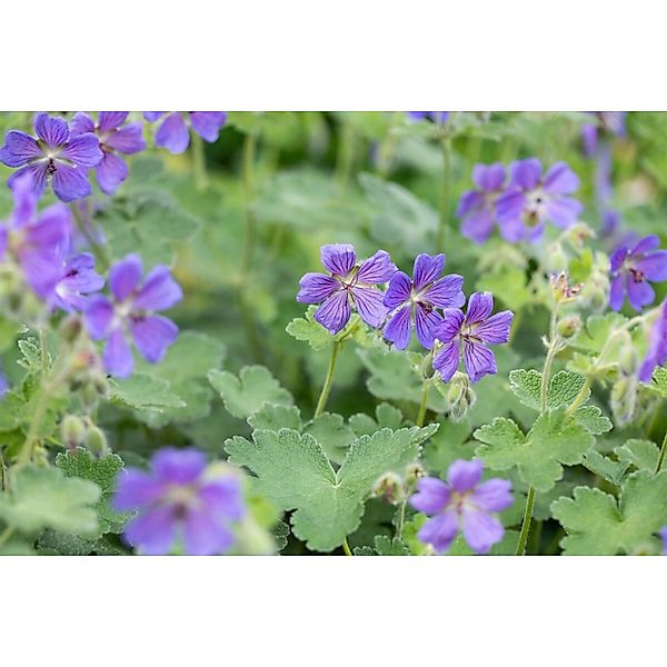 Geranium Renardii Philippe Vapelle Kaukasus Storchschnabel Ca. 9x9 cm Topf günstig online kaufen