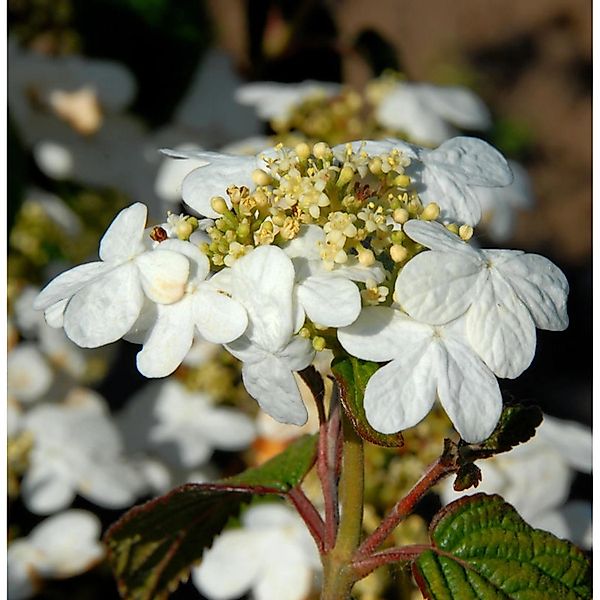 Japanischer Schneeball Summer Snowflake 60-80cm - Viburnum plicatum günstig online kaufen