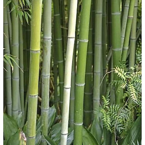 Wasser Bambus Green Perfume 100-125cm - Phyllostachys atrovaginata günstig online kaufen