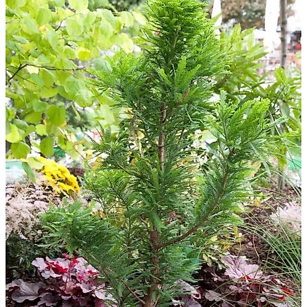 Zwerg Sumpfzypresse 40-60cm - Taxodium distichum günstig online kaufen