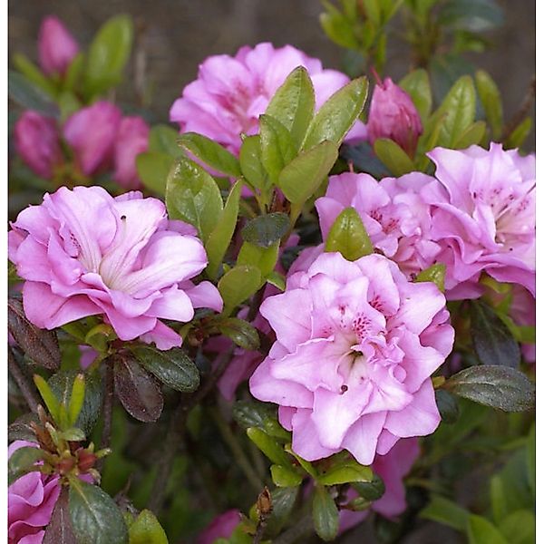 Japanische Azalee Rosinetta 50-60cm - Rhododendron obtusum günstig online kaufen