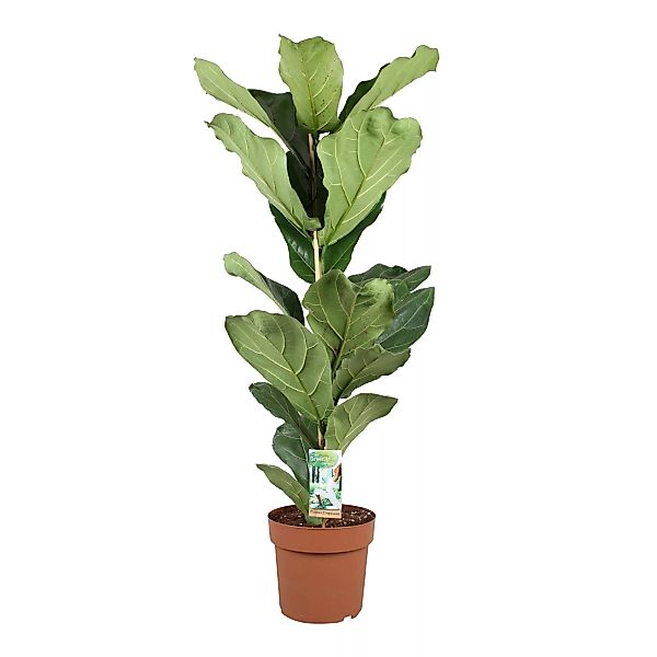 Perfect Plant | Pflanze Ficus Lyrata XL günstig online kaufen