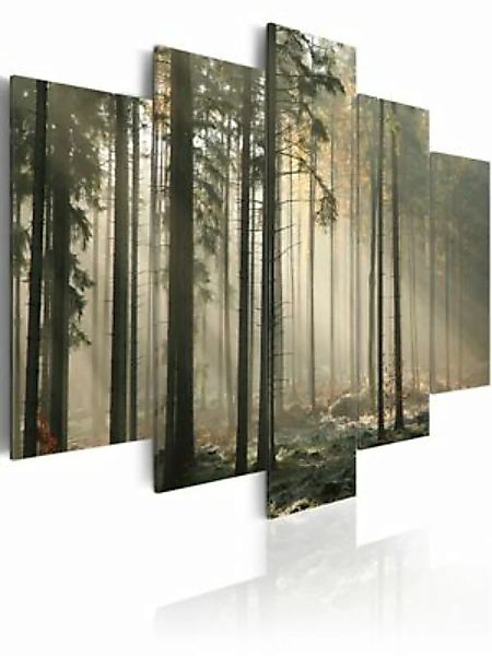 artgeist Wandbild Lichtschimmer im dunklen Wald mehrfarbig Gr. 200 x 100 günstig online kaufen