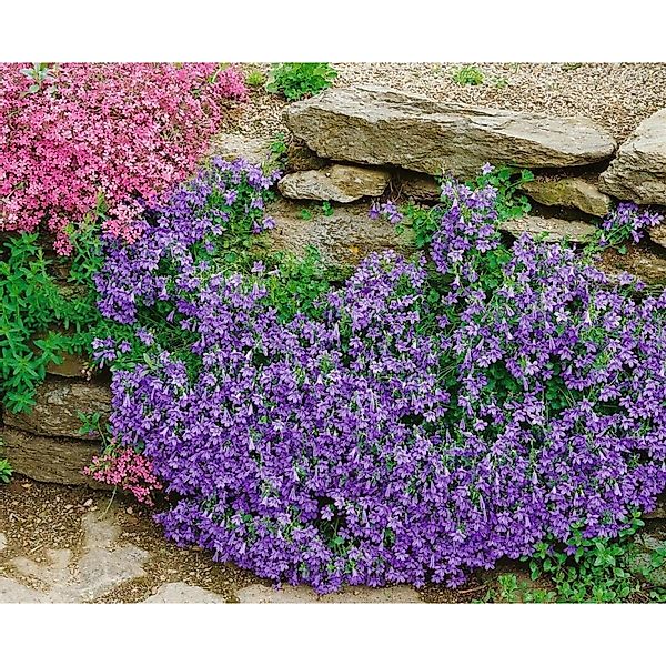 Campanula Portenschlagiana Birch Polsterglockenblume Ca. 9x9 cm Topf günstig online kaufen