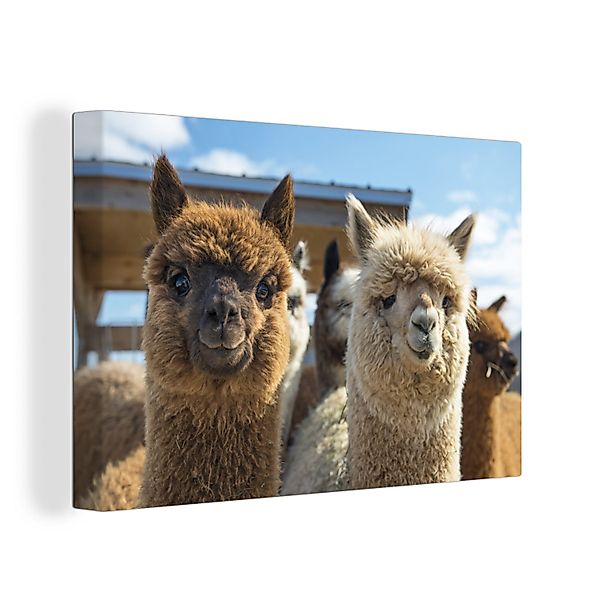 OneMillionCanvasses® Leinwandbild Alpaka - Fröhlich - günstig online kaufen