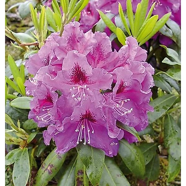 INKARHO - Großblumige Rhododendron Rasputin 25-30cm - Alpenrose günstig online kaufen