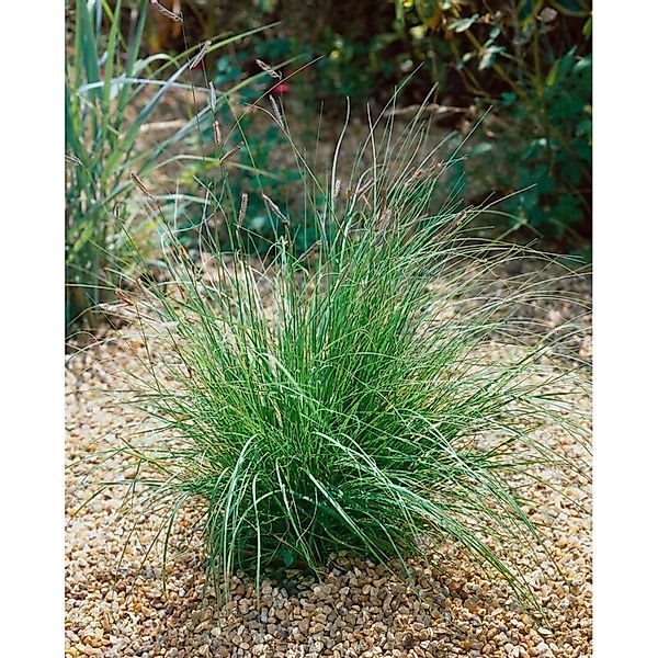 Bouteloua Gracilis Moskitogras Ca. 9x9 cm Topf Zierlich günstig online kaufen
