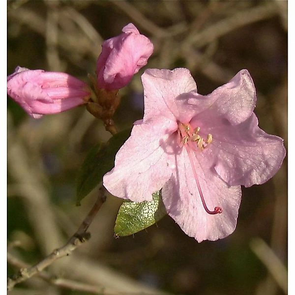 Frühlingsrhododendron Praecox 15-20cm günstig online kaufen